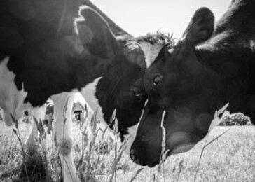 Studie zjistila, že krávy spolu mluví o svých pocitech