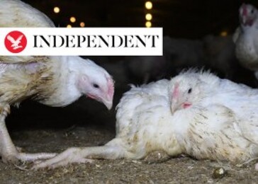 Nová studie varuje: levné kuřecí maso může způsobit vznik nových pandemií