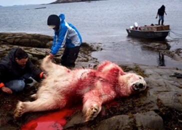 Watson obvinil Greenpeace ze zrazení medvědů. Jaká je jejich reakce? 