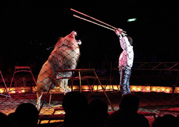 Mexické hlavní město zakázalo vystupování zvířat v cirkusech