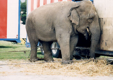Anglie zakáže používání divokých zvířat v cirkusech