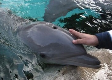 Indie zakázala delfíní show, označila je za morálně nepřijatelné