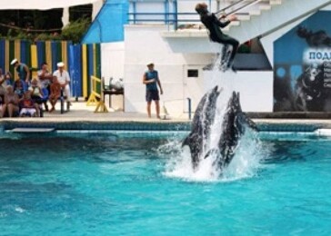 V České republice se zvažuje projekt mobilní delfíní show