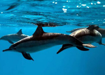 Delfíni se vzájemně představují