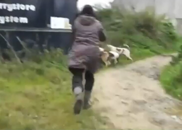 Odvážná žena se vrhla mezi lovecké psy, aby zachránila lišku před roztrháním