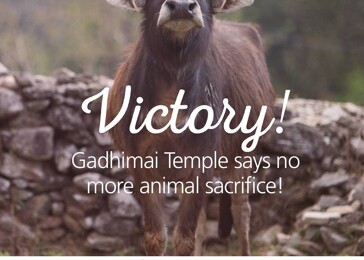 Vítězství! Obětování zvířat během nepálského Gadhimai festivalu bylo zakázáno. Půl milionu zvířat ušetřeno!