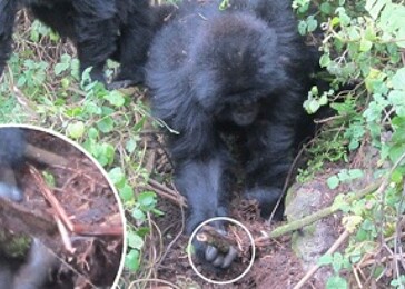 Mladé gorily ničí pytlácké pasti