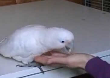 Papoušci jsou schopni směňovat oříšky