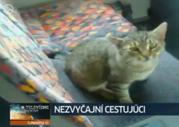 Chytré bratislavské kočky jezdící autobusem