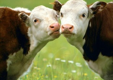 Krávy mají nejlepší přítelkyně