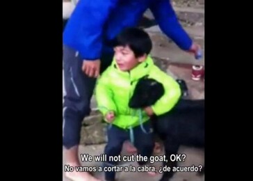 Tříletý chlapec bojuje za záchranu svého kamaráda (video)