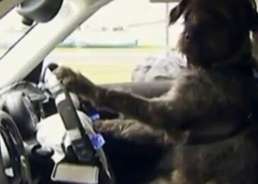 Psi z útulku se naučili řídit auto