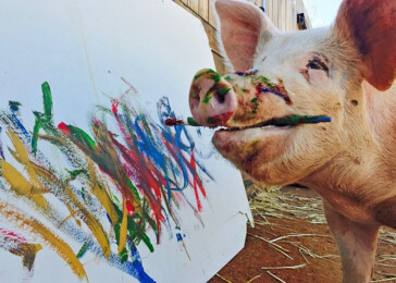 Seznamte se s Pigcassou – malující prasnicí zachráněnou z jatek