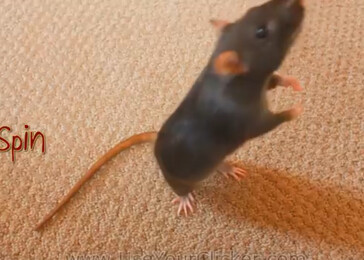 Potkani zvládají kousky jako psi
