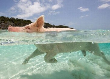 Plavající prasata na Bahamách