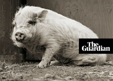 Zvířata ve výslužbě: když je jim umožněno dožít se stáří (The Guardian)