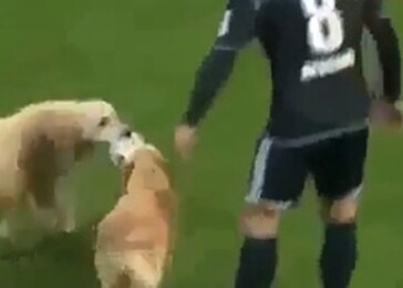 Psi vtrhli při zápase na hřiště Galatasaraye