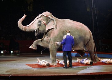 Belgie zakázala divoká zvířata v cirkusech