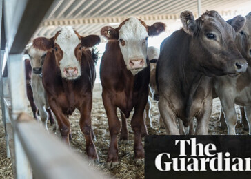 The Guardian: Nejúčinnější způsob, jak snížit svůj dopad na Zemi, je veganská strava
