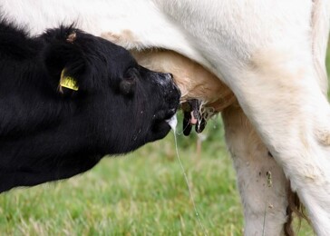 Některé národy mléko nepijí. Přizpůsobuje se tělo stravě? 