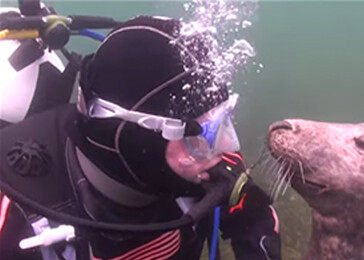 Potápěč nechápal, co tuleň chce - než ho chytil za ruku (video)
