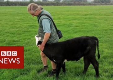 BBC: Cenu BAFTA získal snímek o veganském farmáři, který se vzdal svého stáda