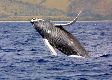 OSN nařídila Japonsku ukončit lov velryb!
