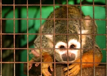 Kostarika uzavře veřejná zoo a zvířata vypustí do přírody 