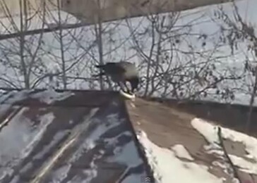 Vrána, která umí jezdit na snowboardu 